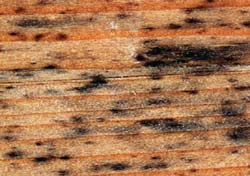 Bl&auml;uepilz auf Holz