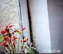Schimmelstreifen am Fenster