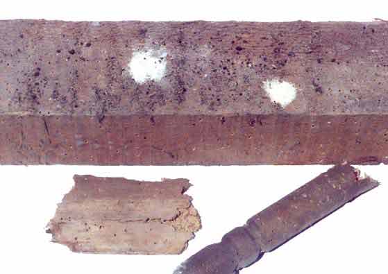 Verschiedene Holzteile die durch den Holzwurm (Gewöhnlichen Nagekäfer) geschädigt wurden
