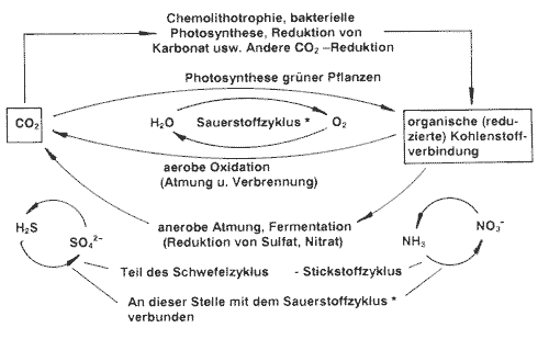 Schema Kohlenstoffzyklus