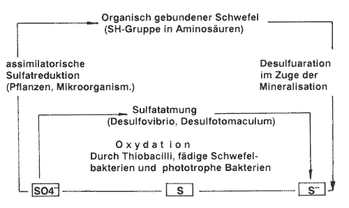 Schema Schwefelzyklus
