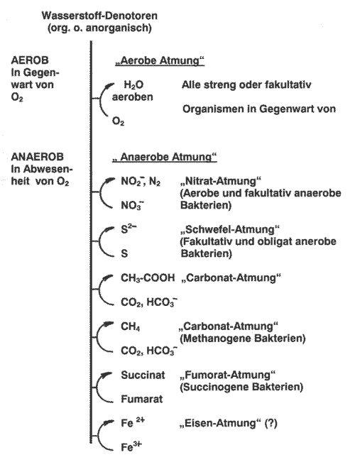 Übersicht über die Bakteriengruppen mit respiratorischer Energiegewinnung