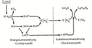 Fotosynthese grüner Pflanzen