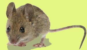 Maus