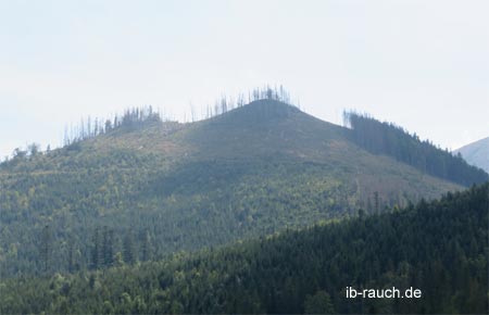 Geschädigter Wald in der Hohen Tatra