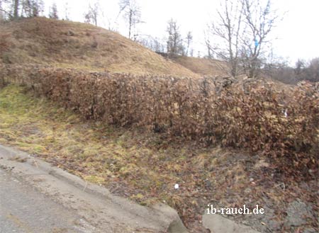 Hecke als Grundstücksgrenze