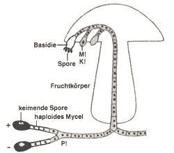Generationswechsel der Pilze