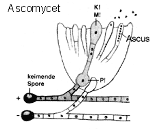 Ascomycet