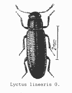 Bild Parkettkäfer(Lyctus linearis Goeze)