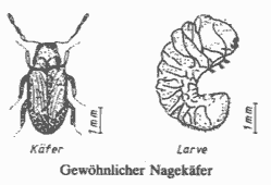 Bild Gewöhnlicher Nagekäfer (Anobium punctatum de Geer)