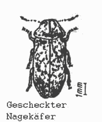 Bunter Nagekäfer (Xestobium rufovillosum de Geer)