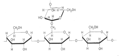 Amylopektin Struckturformel